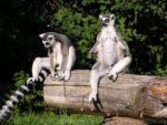 Ring-tailed lemur