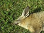 Bat-eared fox