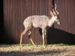 Southern lesser kudu