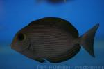 Elongate surgeonfish