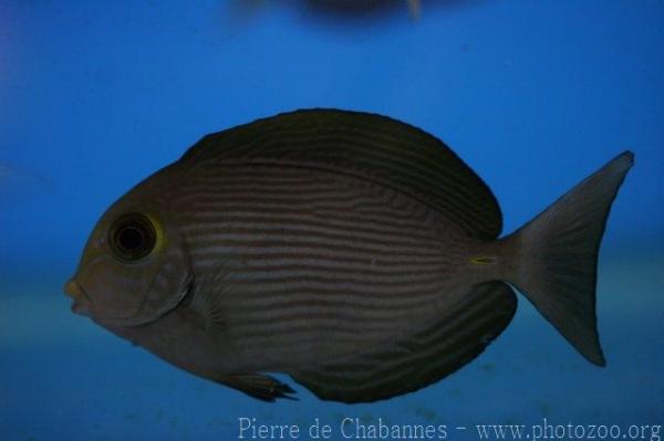 Elongate surgeonfish