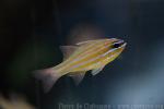 Yellowstriped cardinalfish