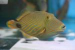 Orange-lined triggerfish