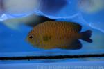 Russet angelfish