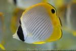 Philippine butterflyfish