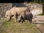 Eastern black rhinoceros