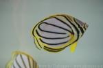 Scrawled butterflyfish