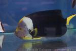 Queensland yellowtail angelfish