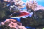 Blueside wrasse