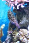 Coral hawkfish