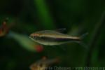 Black neon tetra