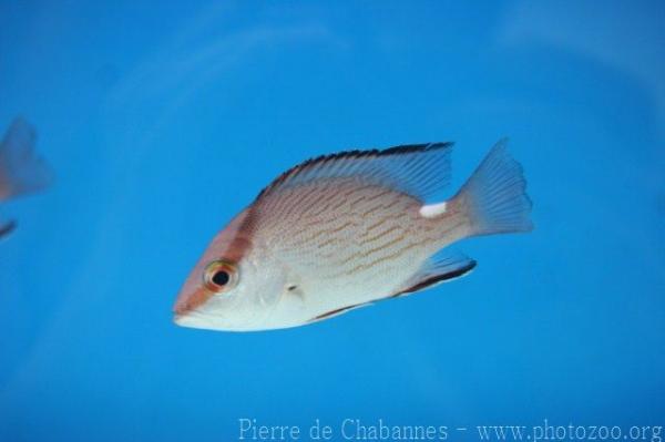 Timor snapper