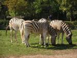 Burchell's zebra