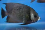 Grey angelfish