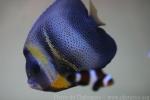 Cortez angelfish