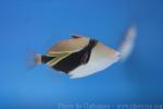 Wedge-tail triggerfish