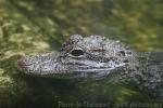 Chinese alligator *