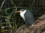 Pied heron