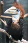 Yellow-casqued hornbill