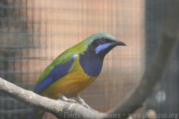 Orange-bellied leafbird