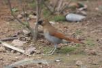 Buffy laughingthrush