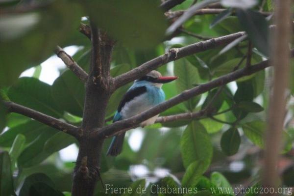 Blue-breasted kingfisher *