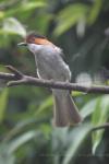 Chestnut bulbul *