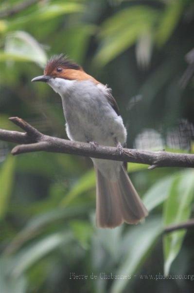 Chestnut bulbul *