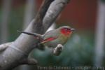 Scarlet-faced liocichla