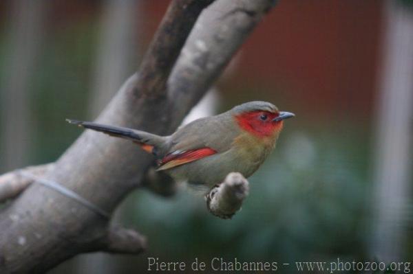 Scarlet-faced liocichla