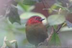 Scarlet-faced liocichla