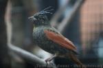 Crested bunting *