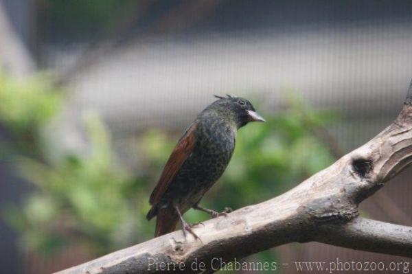 Crested bunting *