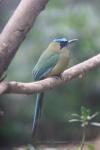 Blue-diademed motmot