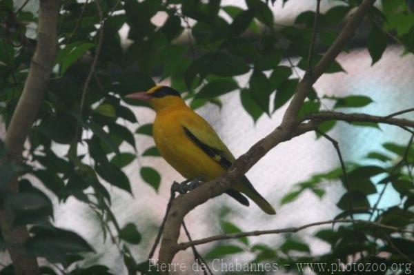 Black-naped oriole