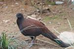 Mountain peacock-pheasant