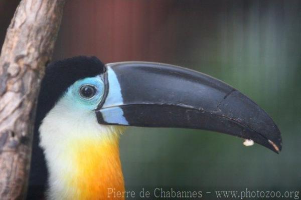 Channel-billed toucan