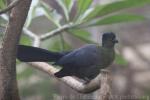 Purple-crested turaco