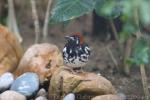 Chestnut-capped thrush