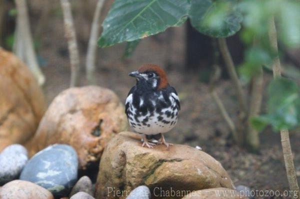 Chestnut-capped thrush