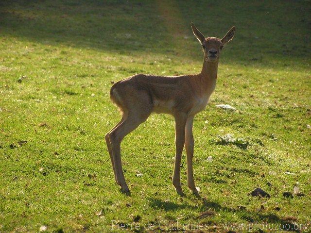 Blackbuck