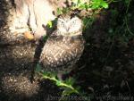 Burrowing owl