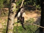 Angolan colobus