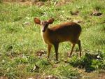 Reeve's muntjac