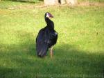 Spur-winged goose