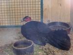 Australian brush-turkey