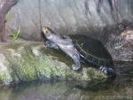 Yellow-spotted river turtle