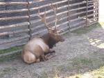 Tule elk