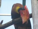 Northern rufous hornbill