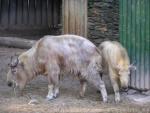 Golden takin